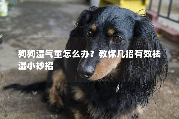 狗狗湿气重怎么办？教你几招有效祛湿小妙招