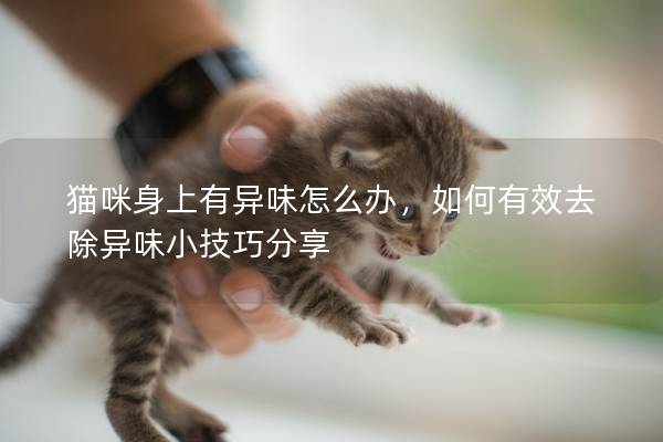 猫咪身上有异味怎么办，如何有效去除异味小技巧分享