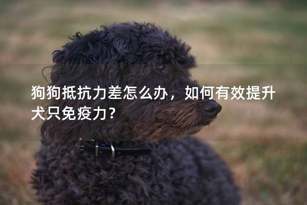 狗狗抵抗力差怎么办，如何有效提升犬只免疫力？