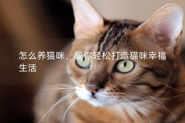 怎么养猫咪，教你轻松打造猫咪幸福生活