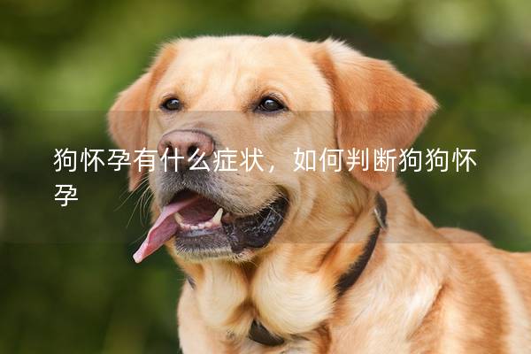 狗怀孕有什么症状，如何判断狗狗怀孕