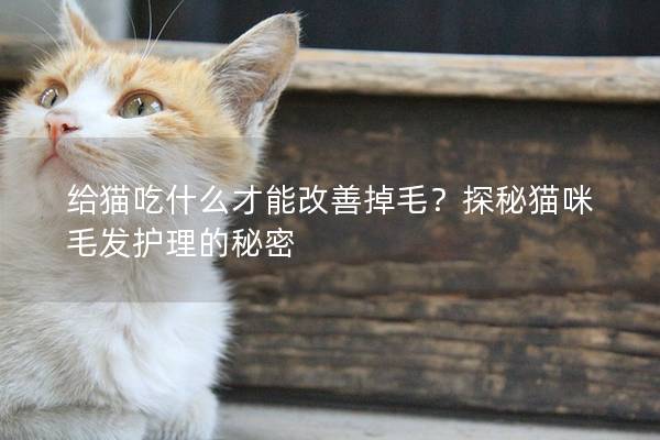 给猫吃什么才能改善掉毛？探秘猫咪毛发护理的秘密