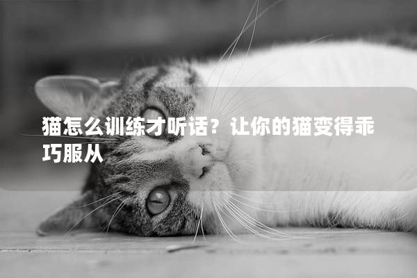 猫怎么训练才听话？让你的猫变得乖巧服从