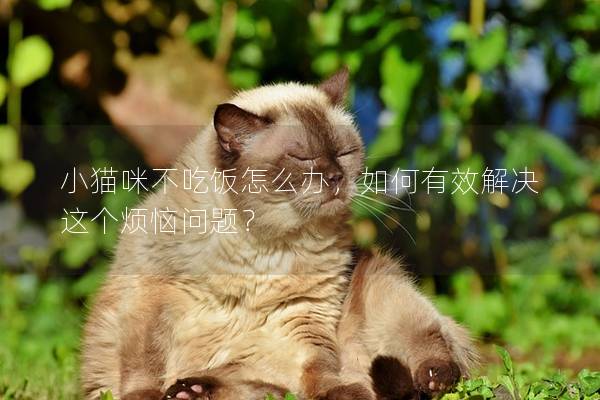 小猫咪不吃饭怎么办，如何有效解决这个烦恼问题？