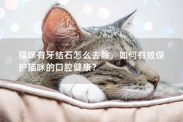 猫咪有牙结石怎么去除，如何有效保护猫咪的口腔健康？