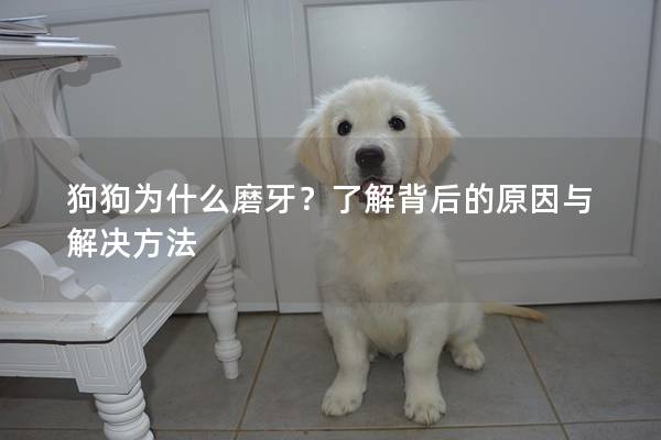 狗狗为什么磨牙？了解背后的原因与解决方法