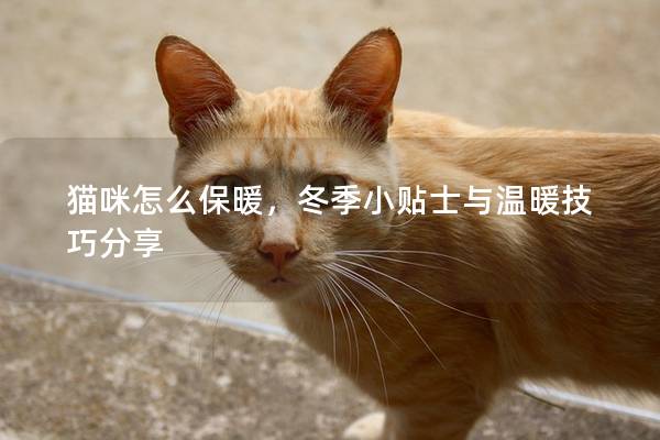 猫咪怎么保暖，冬季小贴士与温暖技巧分享