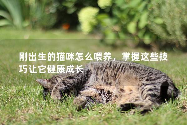 刚出生的猫咪怎么喂养，掌握这些技巧让它健康成长