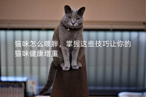 猫咪怎么喂胖，掌握这些技巧让你的猫咪健康增重