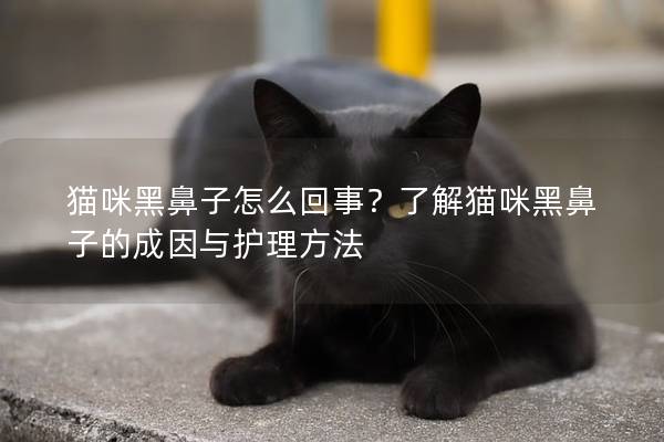 猫咪黑鼻子怎么回事？了解猫咪黑鼻子的成因与护理方法