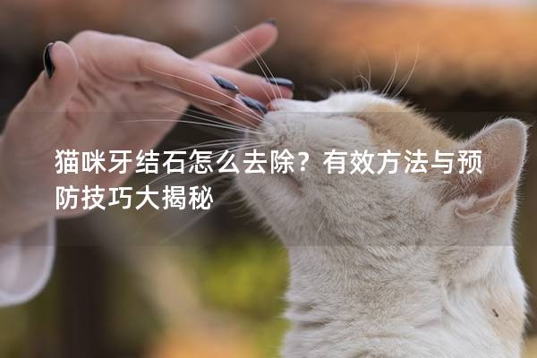 猫咪牙结石怎么去除？有效方法与预防技巧大揭秘