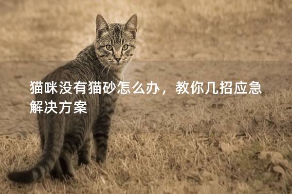 猫咪没有猫砂怎么办，教你几招应急解决方案