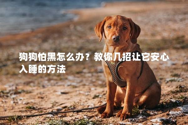 狗狗怕黑怎么办？教你几招让它安心入睡的方法