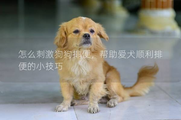 怎么刺激狗狗排便，帮助爱犬顺利排便的小技巧