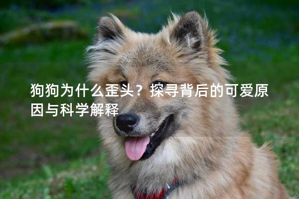 狗狗为什么歪头？探寻背后的可爱原因与科学解释