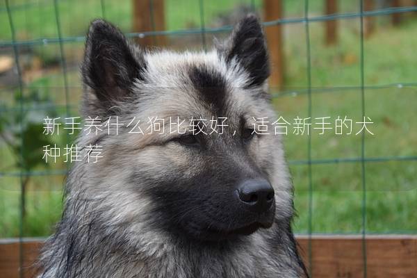 新手养什么狗比较好，适合新手的犬种推荐