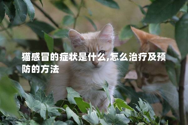 猫感冒的症状是什么,怎么治疗及预防的方法