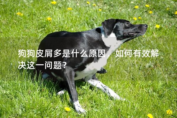 狗狗皮屑多是什么原因，如何有效解决这一问题？