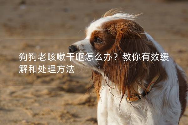 狗狗老咳嗽干呕怎么办？教你有效缓解和处理方法