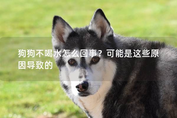 狗狗不喝水怎么回事？可能是这些原因导致的