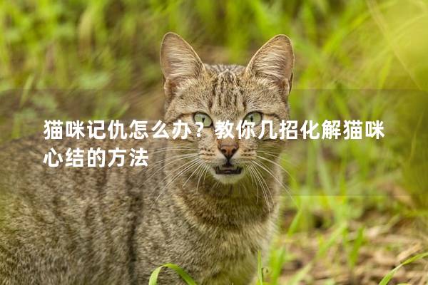 猫咪记仇怎么办？教你几招化解猫咪心结的方法