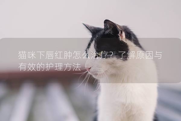 猫咪下唇红肿怎么治疗？了解原因与有效的护理方法