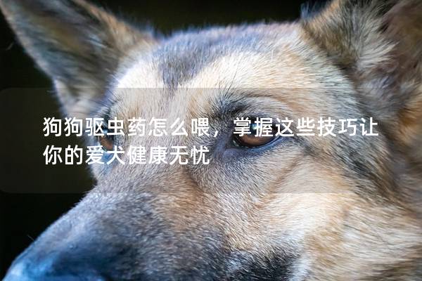 狗狗驱虫药怎么喂，掌握这些技巧让你的爱犬健康无忧