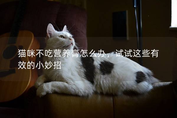 猫咪不吃营养膏怎么办，试试这些有效的小妙招