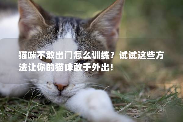 猫咪不敢出门怎么训练？试试这些方法让你的猫咪敢于外出!