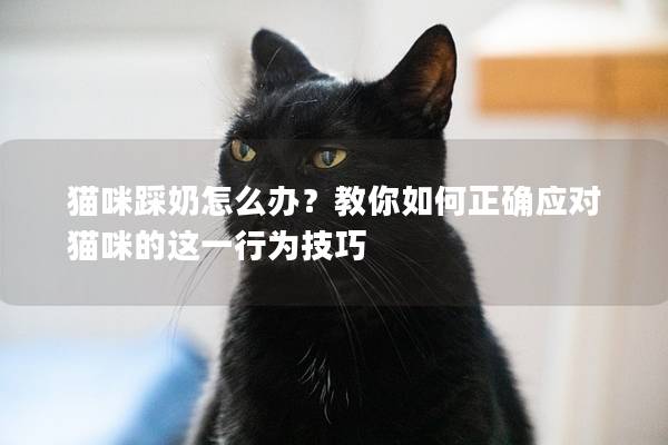 猫咪踩奶怎么办？教你如何正确应对猫咪的这一行为技巧