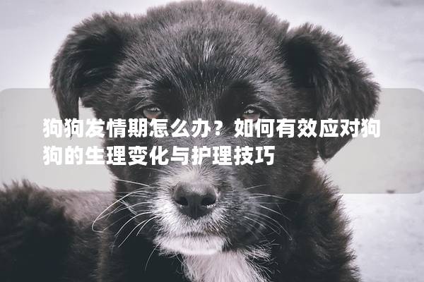 狗狗发情期怎么办？如何有效应对狗狗的生理变化与护理技巧