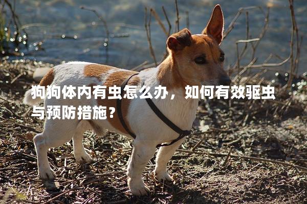 狗狗体内有虫怎么办,如何有效驱虫与预防措施?