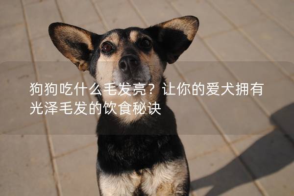 狗狗吃什么毛发亮？让你的爱犬拥有光泽毛发的饮食秘诀