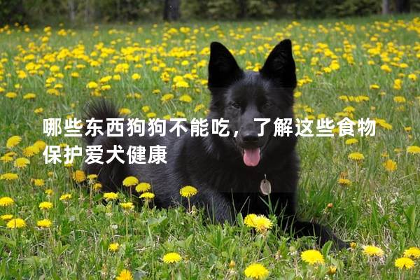 哪些东西狗狗不能吃，了解这些食物保护爱犬健康