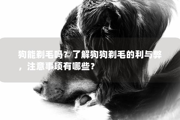 狗能剃毛吗？了解狗狗剃毛的利与弊，注意事项有哪些？