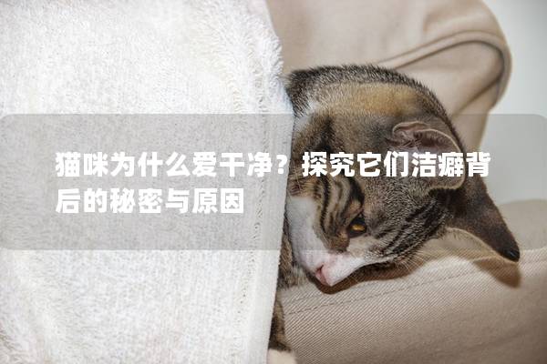 猫咪为什么爱干净？探究它们洁癖背后的秘密与原因