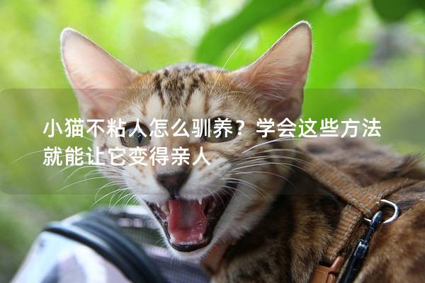 小猫不粘人怎么驯养？学会这些方法就能让它变得亲人