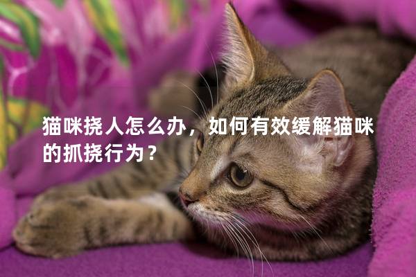 猫咪挠人怎么办，如何有效缓解猫咪的抓挠行为？