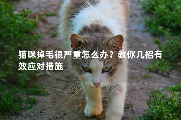 猫咪掉毛很严重怎么办？教你几招有效应对措施