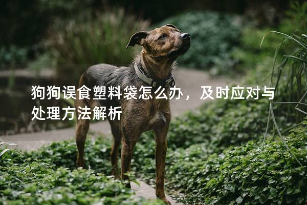 狗狗误食塑料袋怎么办，及时应对与处理方法解析