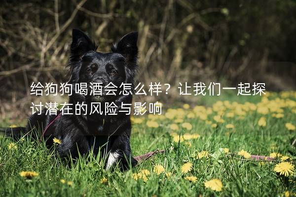 给狗狗喝酒会怎么样？让我们一起探讨潜在的风险与影响