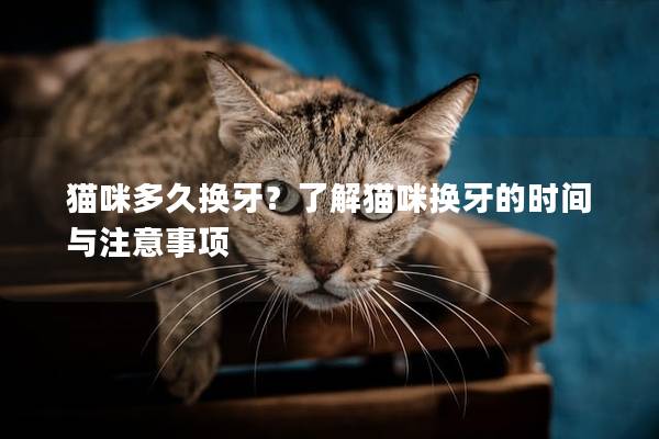 猫咪多久换牙？了解猫咪换牙的时间与注意事项