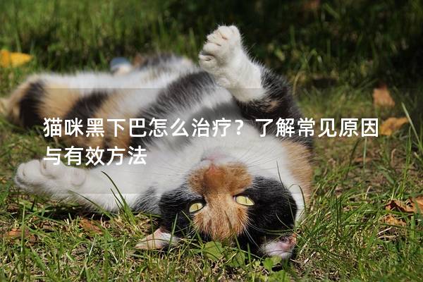 猫咪黑下巴怎么治疗？了解常见原因与有效方法