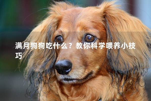 满月狗狗吃什么？教你科学喂养小技巧