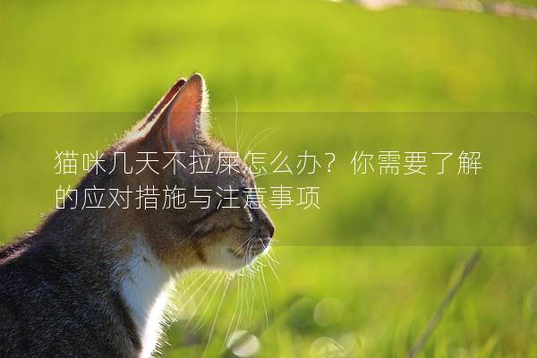 猫咪几天不拉屎怎么办？你需要了解的应对措施与注意事项