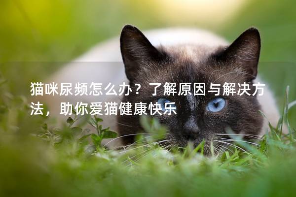 猫咪尿频怎么办？了解原因与解决方法，助你爱猫健康快乐