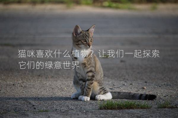 猫咪喜欢什么植物？让我们一起探索它们的绿意世界