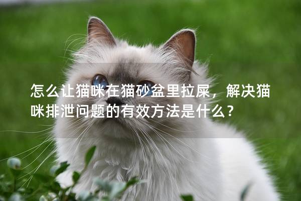 怎么让猫咪在猫砂盆里拉屎，解决猫咪排泄问题的有效方法是什么？