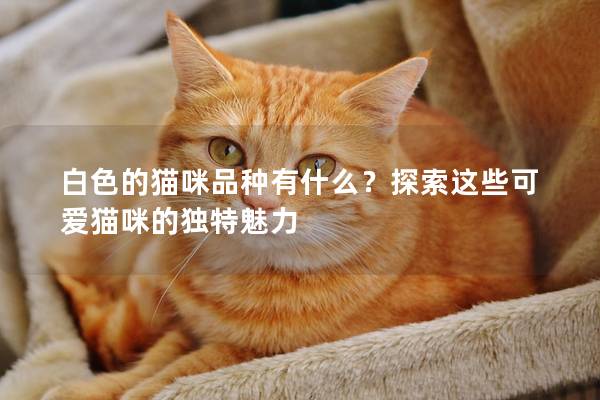 白色的猫咪品种有什么？探索这些可爱猫咪的独特魅力