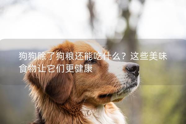 狗狗除了狗粮还能吃什么？这些美味食物让它们更健康